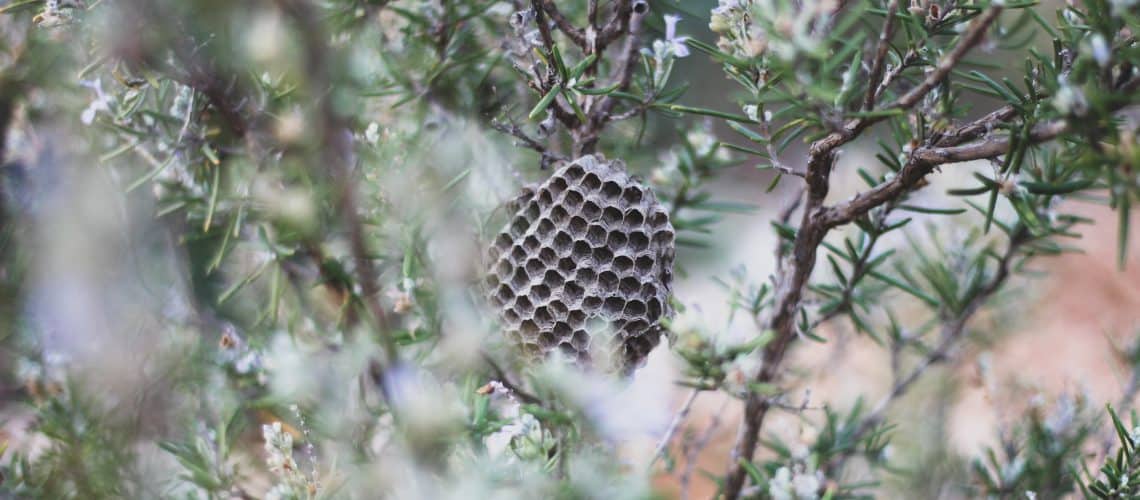 can bees be frozen and come back to life