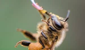 honey bee eye
