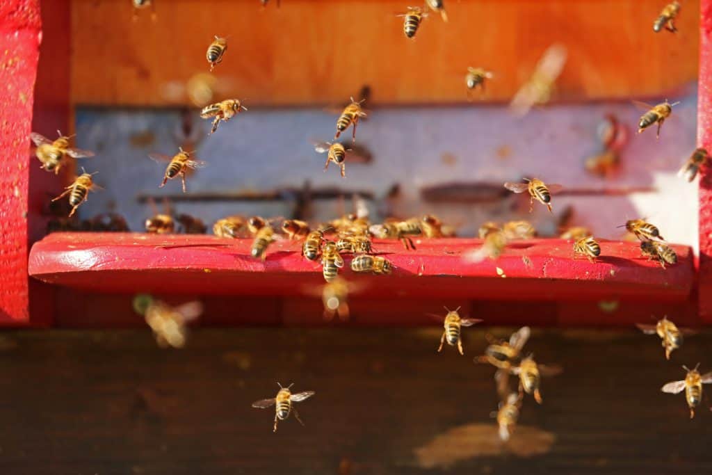 Can Bees Grow Their Wings Back School Of Bees