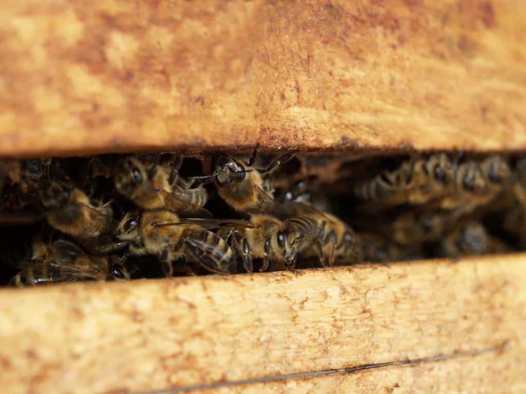 How Many Bees Live in a Hive? School Of Bees