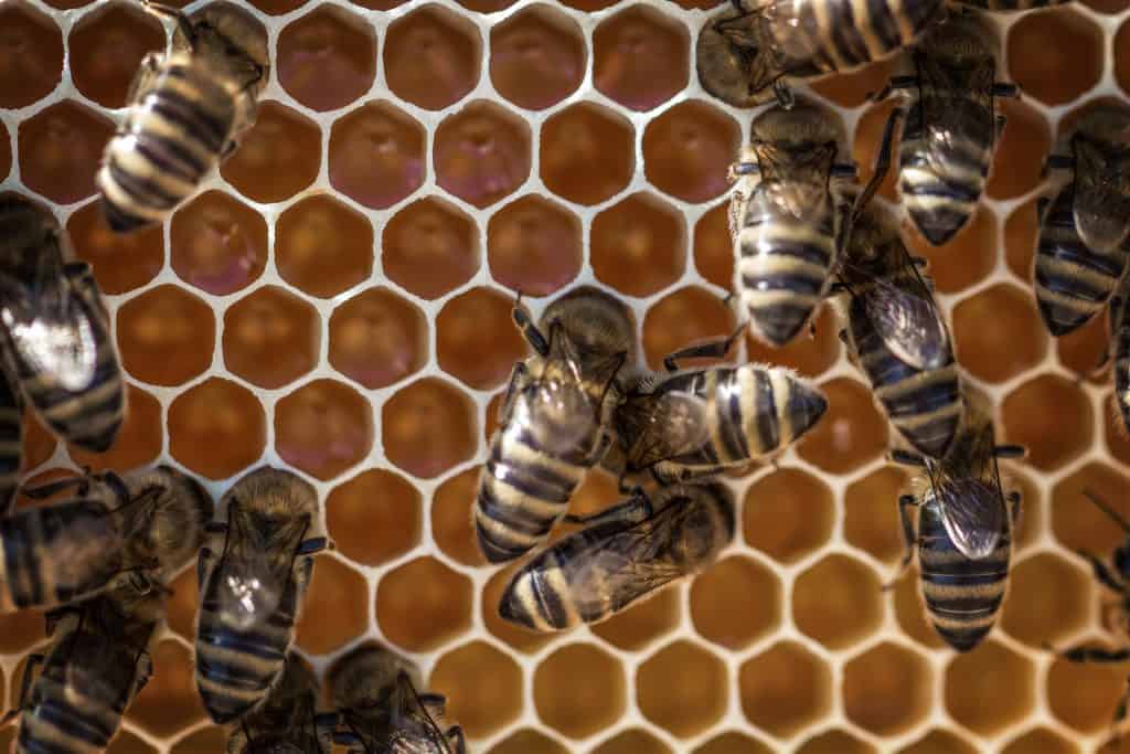 What Is It About Bees And Hexagons? : Krulwich Wonders : NPR
