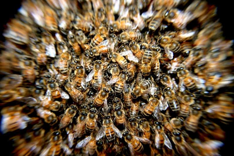 Do Dead Bees Attract More Bees? School Of Bees