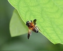 Leafcutter_Bee