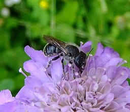 blue-mason-bee