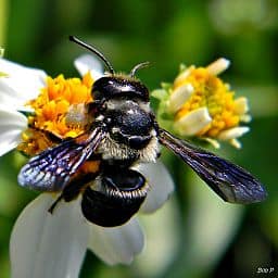 blue_Leafcutter_Bee