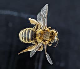 yellow-bee