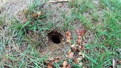 Wasp-Ground-Nest
