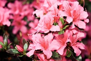 Are wasps attracted to Azaleas?