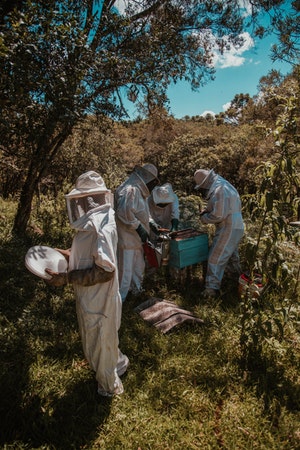 Beekeepers working on a hive box in their apiary.