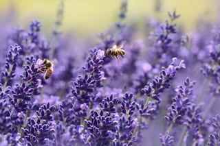 Are wasps attracted to Lavender?