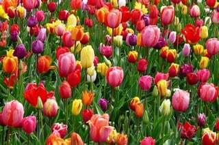 Are wasps attracted to Tulips?