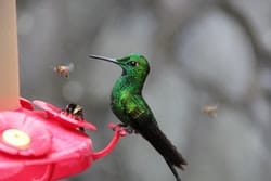 can-bees-harm-hummingbirds