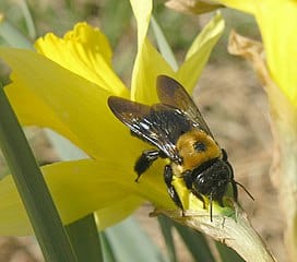 Eastern-Carpenter-Bee