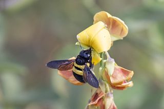 female-carpenter-bee
