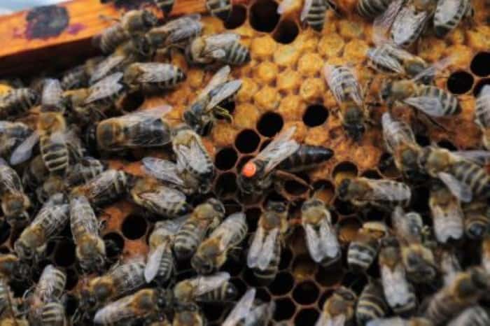 Why Does A Queen Bee Have A Coloured Dot On Her Head?