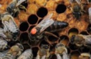 queen-bee-dot-close-up
