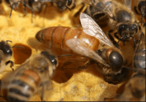 Why Does A Queen Bee Have A Coloured Dot On Her Head?