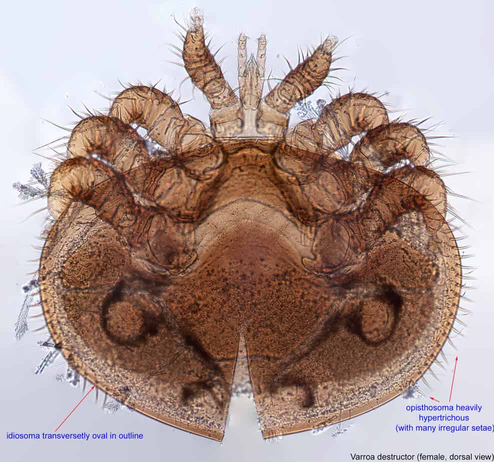 Varroa destructor mite close up