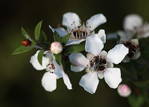 Bee on Manuka Flower